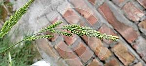 Flipped vertical shot of Indian goosegrass isolated on a blurred brick wall background