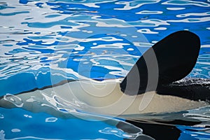 Flipper of a killer whale photo