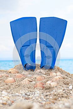 Flipper on a sandy beach