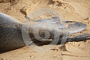 Flipper tags on a Hawaiian Monk Seal in Kauai