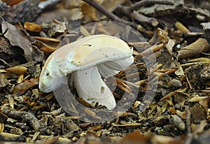 The Flirt fungus - Russula vesca photo