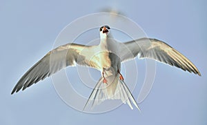 Flit Tern.