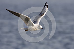 Fliying seagull