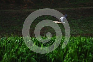 Fliying Stork on the lake