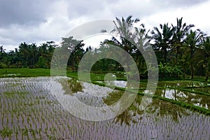 Floated rice field, reflecting palms in the water