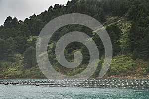 Floaters of Hitaua Bay Mussel Farm with mountains, New Zealand.