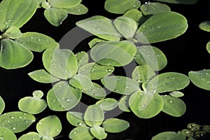 Floating aquatic plant Pistia stratiotes with pearly waterdrops.