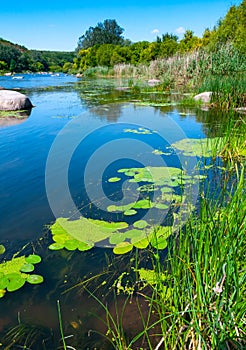 Floating aquatic plants, water lily Nymphaea candida and yellow capsule Nuphar lutea