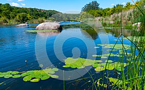 Floating aquatic plants, water lily Nymphaea candida and yellow capsule Nuphar lutea