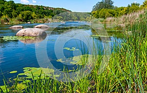 Floating aquatic plants, water lily Nymphaea candida and yellow capsule Nuphar lutea