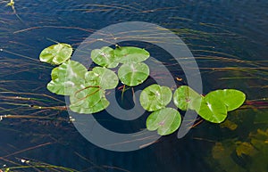 Floating aquatic plants, water lily Nymphaea candida and yellow capsule Nuphar lutea