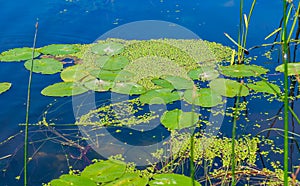 Floating aquatic plants, water lily Nymphaea candida and yellow capsule Nuphar lutea