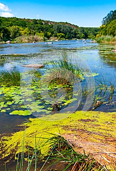 Floating aquatic plants, water lily Nymphaea candida and yellow capsule Nuphar lutea