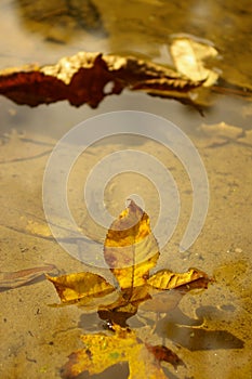 Floating Autumn Leaf