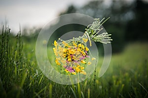 Floating beautiful bouquet of a summer meadow.
