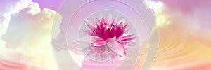 Floating beautiful lotus and reflection of sky with fluffy clouds on water, toned in pastel rainbow colors. Symbolic flower in