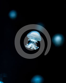 Floating blue jellyfish (Scyphozoa) on a dark blurred background