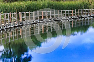 A floating boardwalk against a backdrop of cattails reflected in