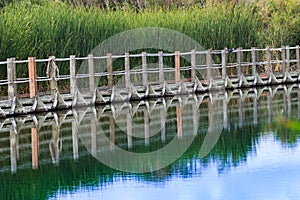 Floating boardwalk against green cattails reflected on still waters