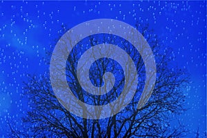 Floating bubbles with black tree branches.