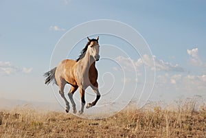 Floating Buckskin Horse