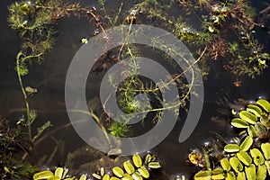 Floating carnivorous plant common bladderwort - Utricularia vulgaris