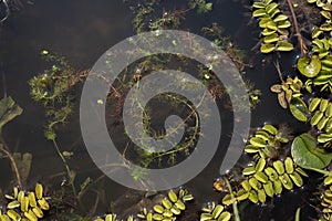 Floating carnivorous plant common bladderwort - Utricularia vulgaris