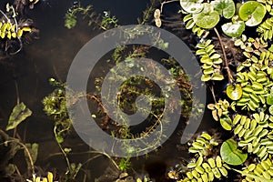 Floating carnivorous plant common bladderwort - Utricularia vulgaris