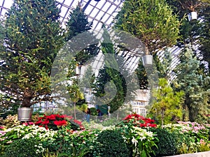 Floating Christmas Trees in Garfield Park Conservatory