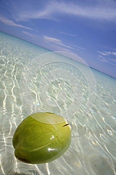 Floating Coconut