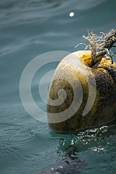 Floating Coconut
