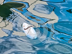 Floating Cuttlefish Bone with Abstract Reflections