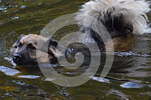 Floating dog in Berlin, Germany