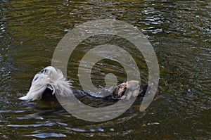 Floating dog in Berlin, Germany