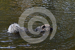 Floating dog in Berlin, Germany