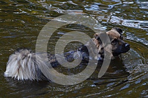 Floating dog in Berlin, Germany