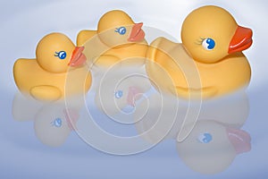 Floating duckies photo