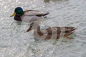 Floating ducks