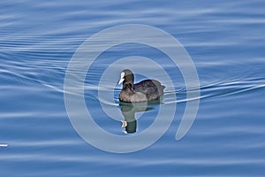 Floating Eurasian coot