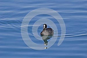 Floating Eurasian coot