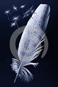 Floating Feather and Dandelion Seeds