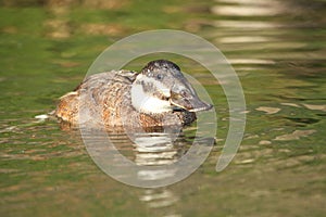 White-headed duck