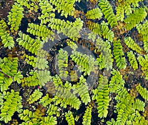 Floating fern Salvinia natans on water surface
