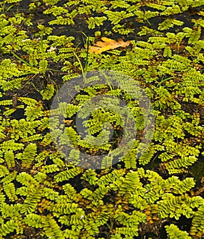 Floating fern Salvinia natans on water surface photo