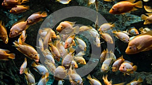 floating flock of yellow fish in aquarium