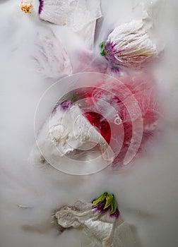Floating flowers of an hibiscus: Red and white - artistic way