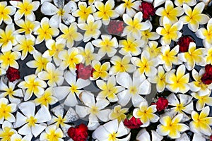 Floating frangipani flowers