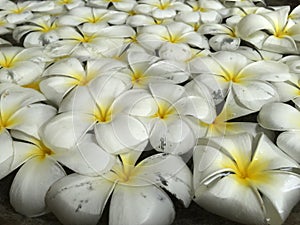 Floating frangipani flowers
