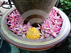 Floating Frangipanni flowers