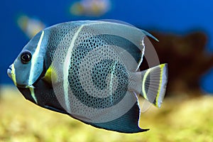 Floating french angelfish